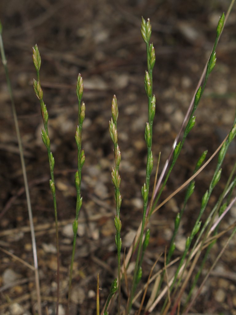 Micropyrum tenellum